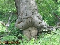 Dendrophilia