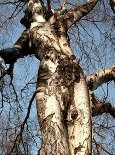 Dendrophilia
