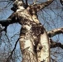 Dendrophilia