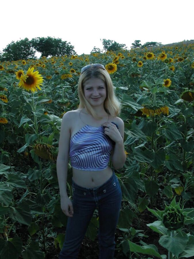 Sunflower