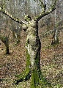 Dendrophilia