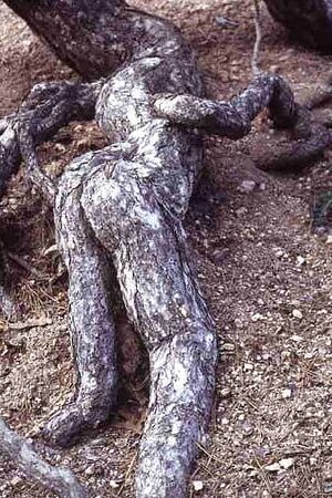 Dendrophilia