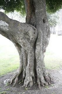 Dendrophilia