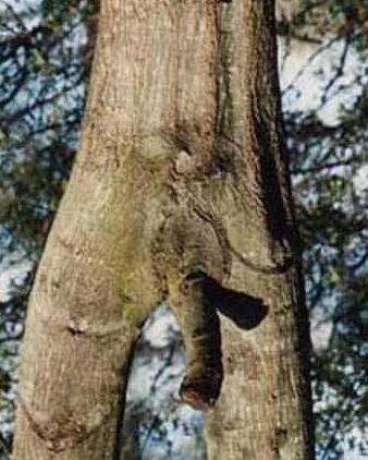 Dendrophilia
