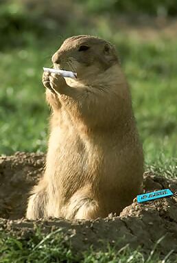 utah pet covid