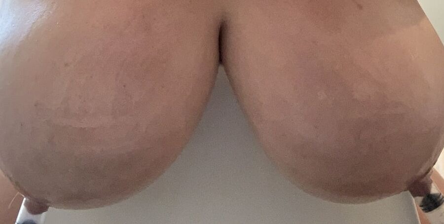 Cow udders