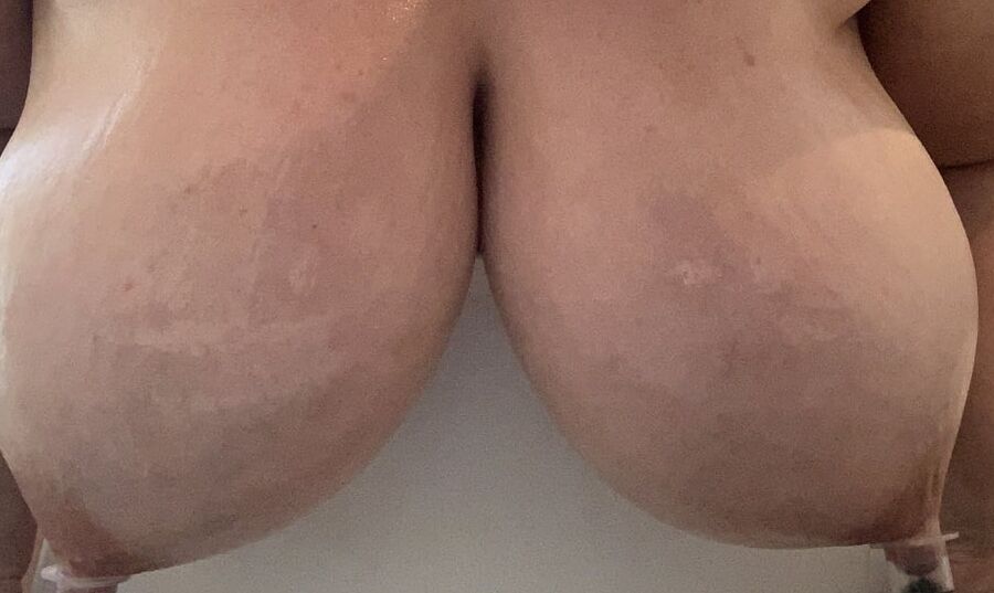 Cow udders