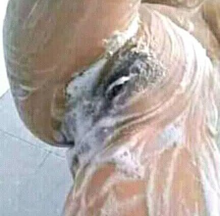 fase sex