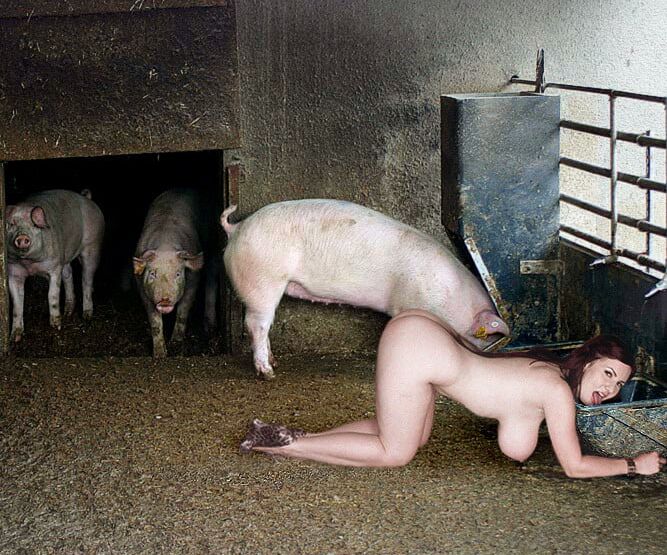 BDSM pigs