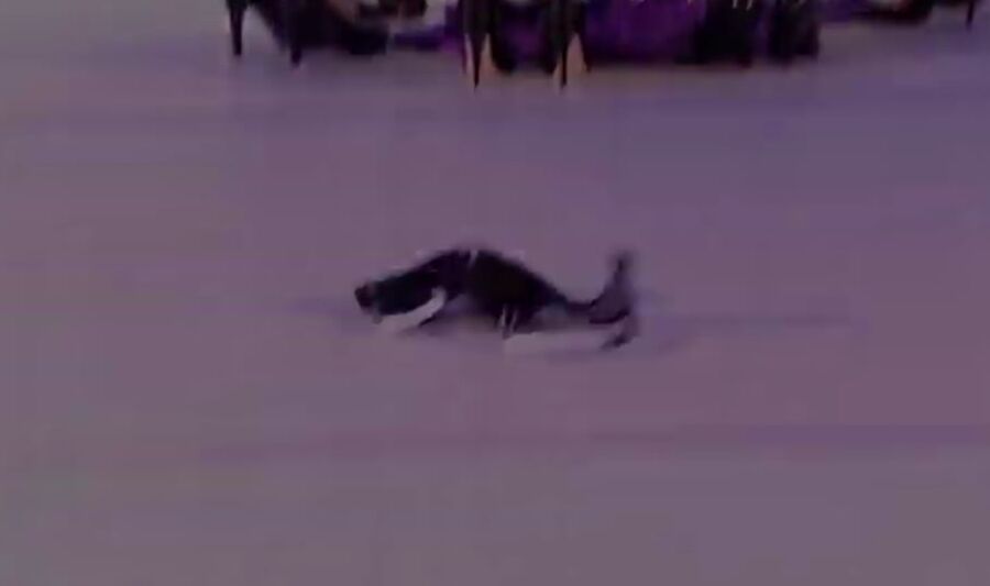 Ali Catwalk