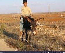 Donkey