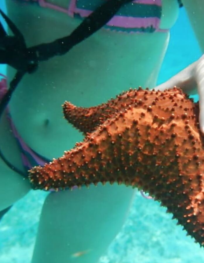 Bikini Bods