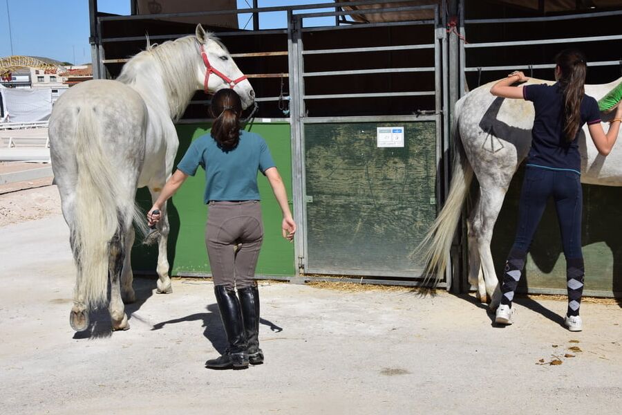 girls in jodhpurs