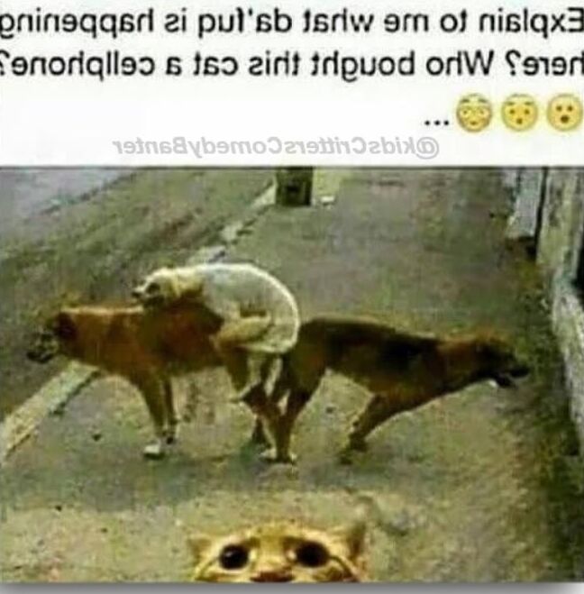 FUCK Yeah, It&;s FUNNY!!!