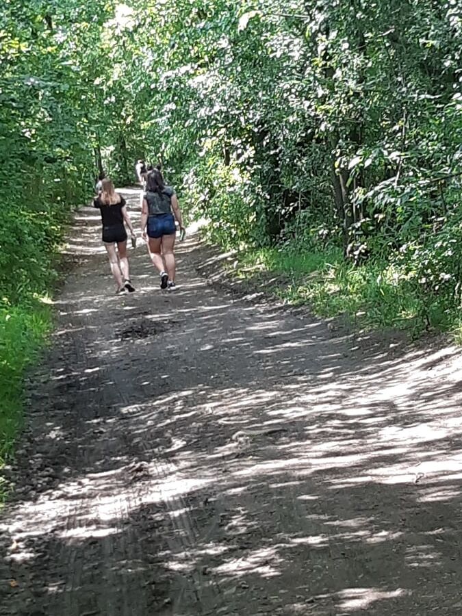 Afternoon walking in the wood