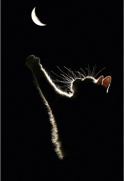 Fly me to the moon