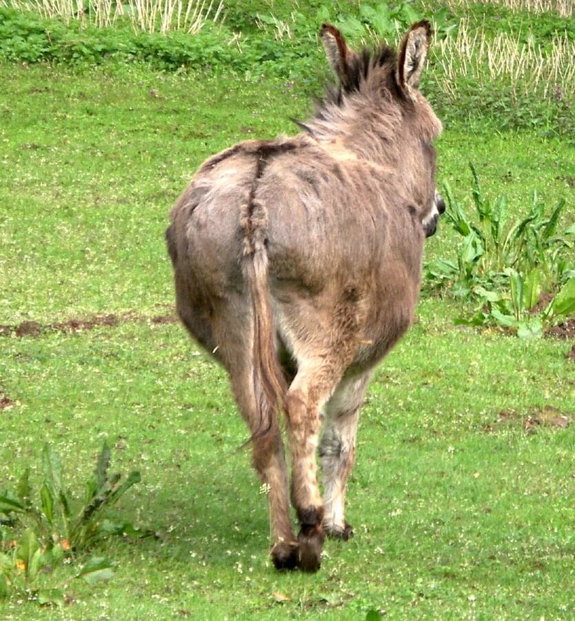 Some of the best Ass on the web