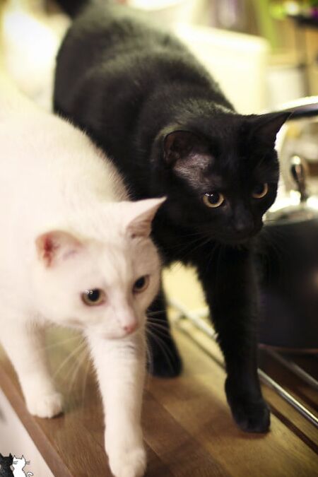 found: cats