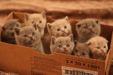 found: cats