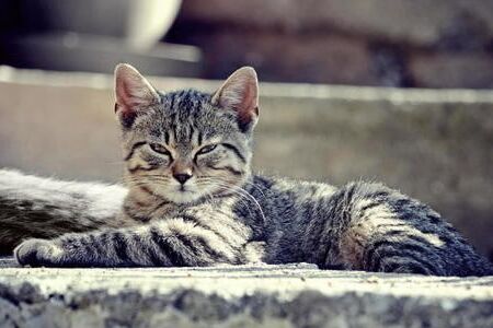 found: cats