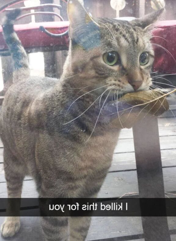 found: cats