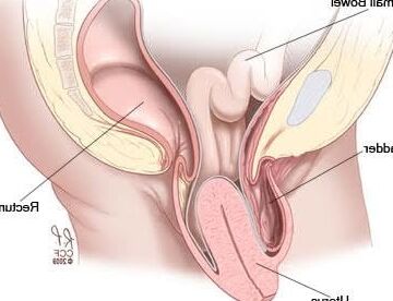 UTERUS