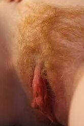Hairy beavers make the most beautiful forests