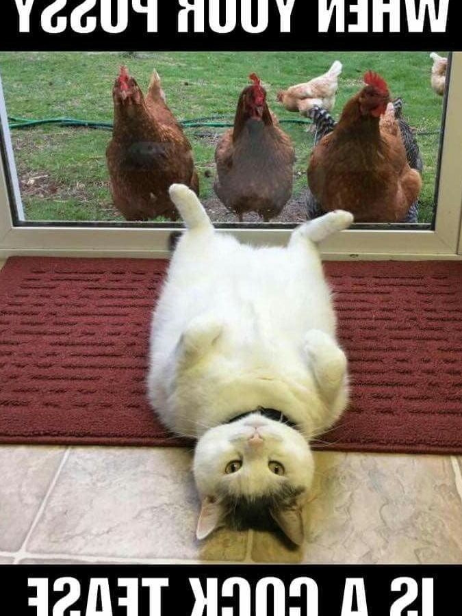 Need A Laugh?