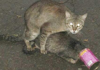 For Cat