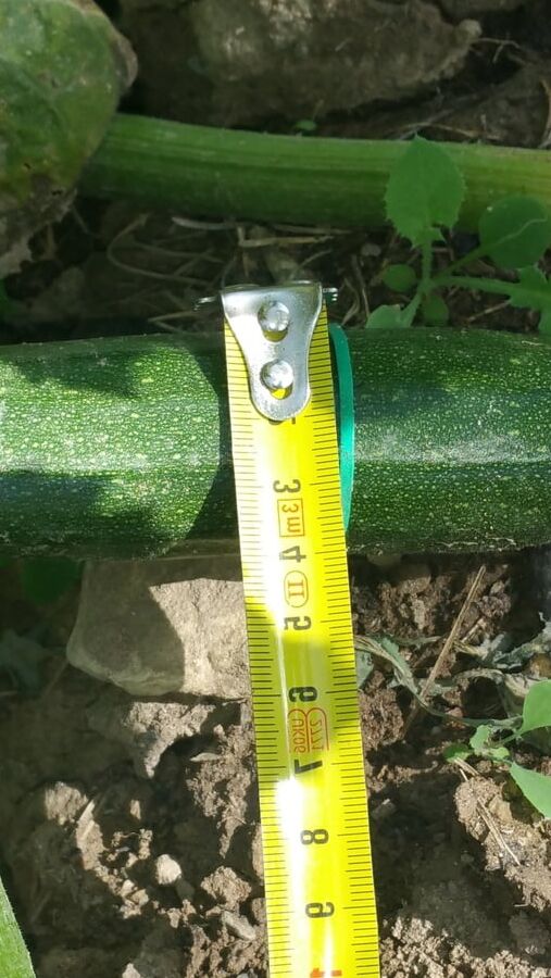 A courgette challenge