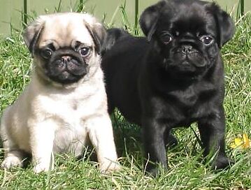 Favorite Animals