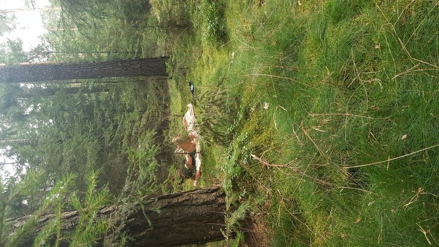 naked in Forest