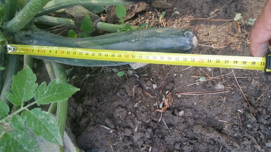 A courgette challenge