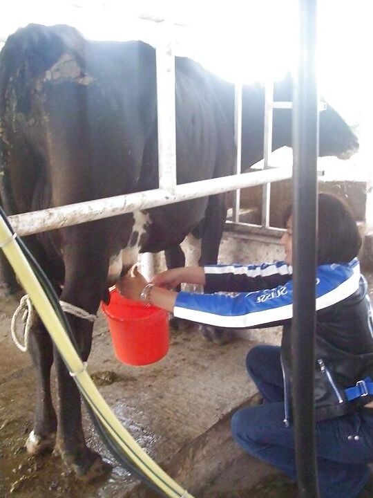 Singapore Cow