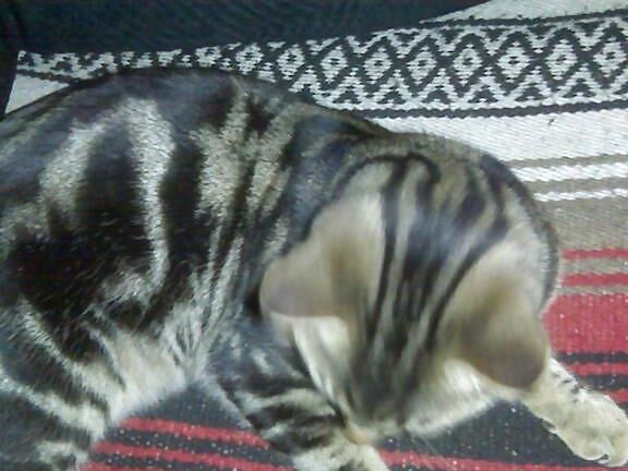 Aphrodite&;s New Kitten Outfit