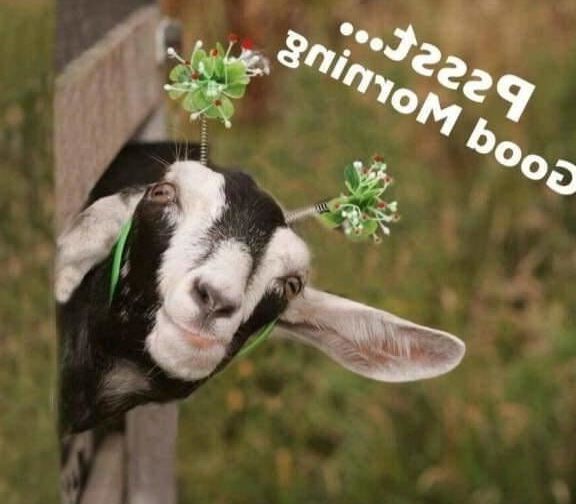 FUNNY.