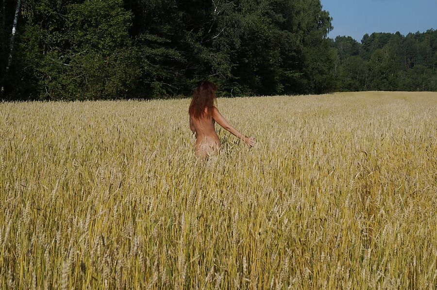 in golden field