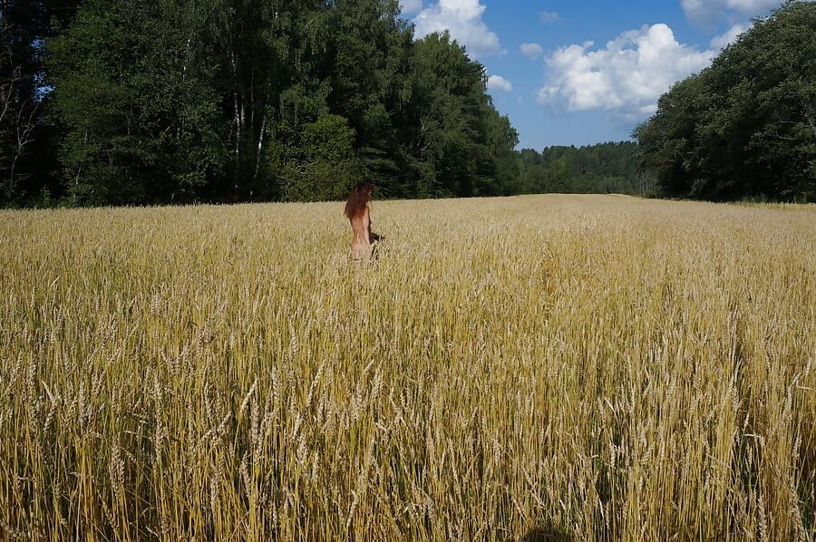 in golden field