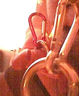 Homo Sklaven Sau