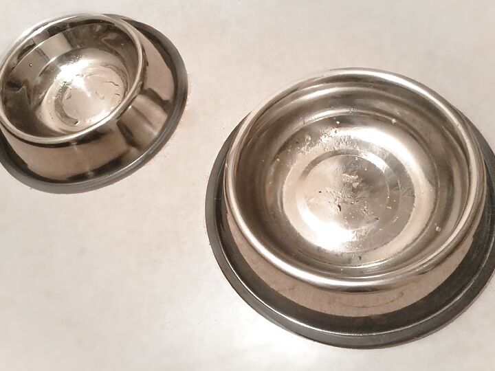 My food in dog-bowls. Petplay