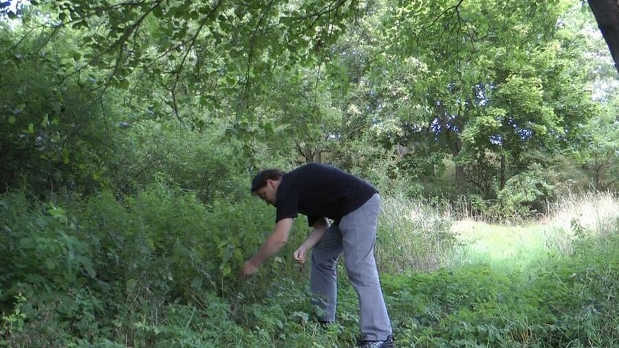 Evil nettles