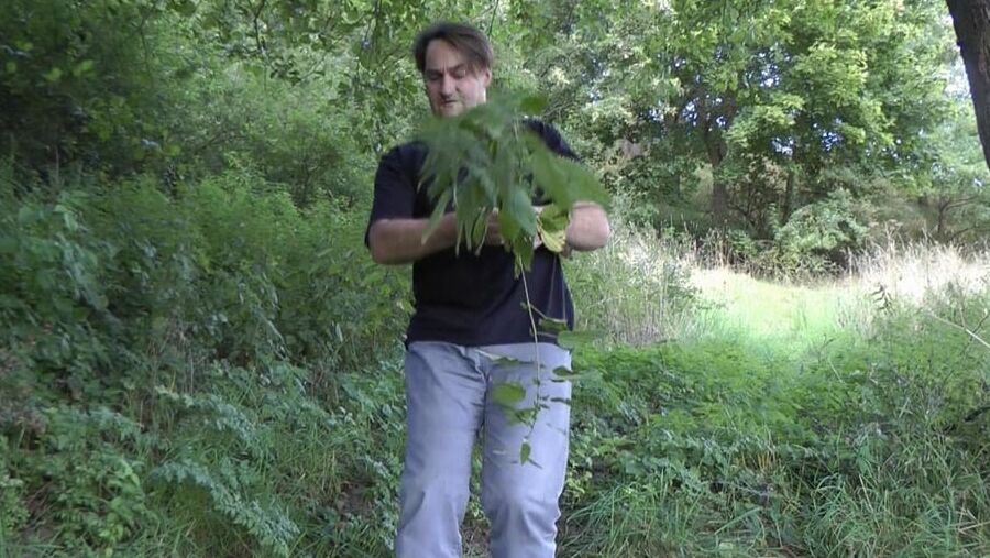 Evil nettles