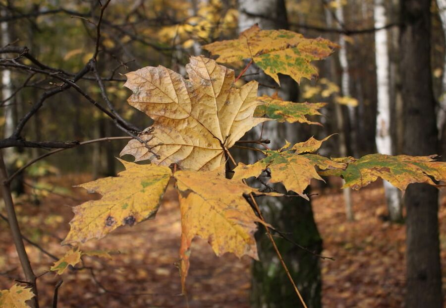 Autumn park