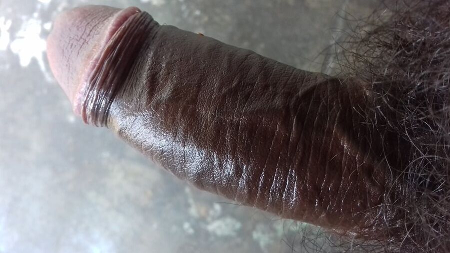 Indian cock gallery