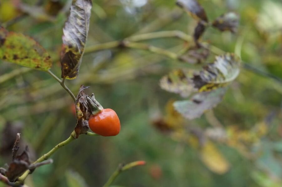 Manchurian nut