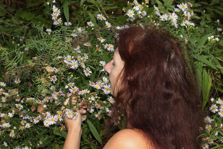 In autumn daisies