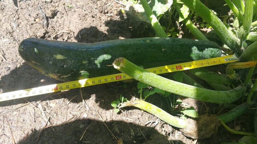 A courgette challenge
