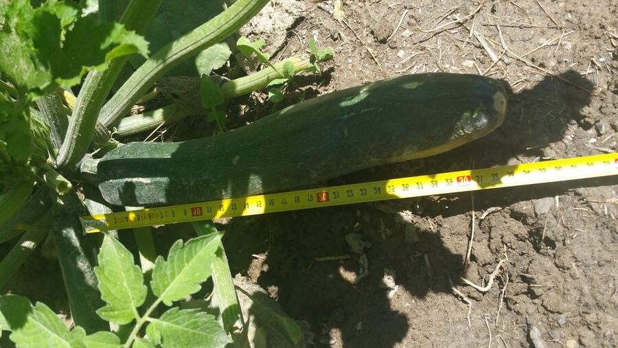 A courgette challenge
