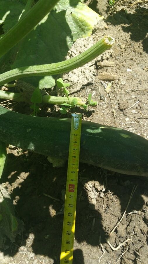 A courgette challenge