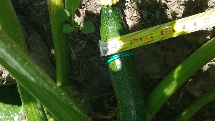 A courgette challenge
